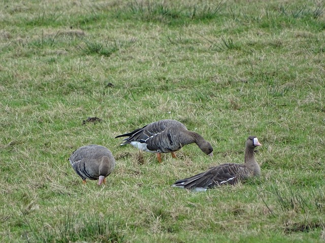 他们拥有强 他们拥有强
