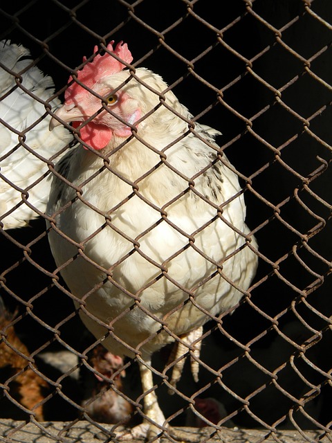 两队博弈与 两队博弈与