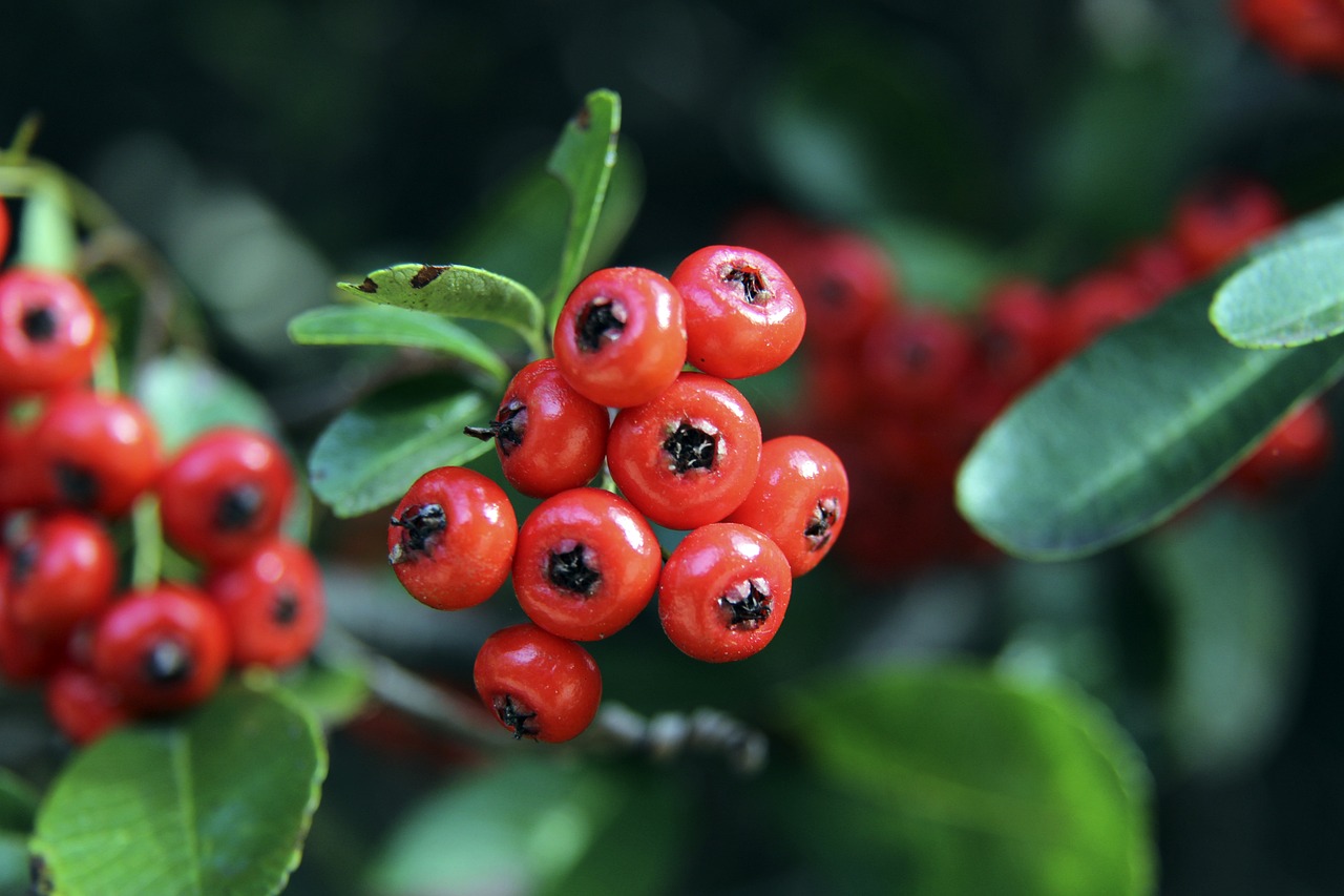 勇士的复兴 勇士的复兴